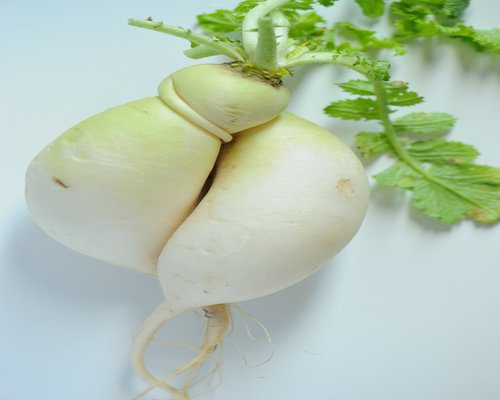 Bawang putih segar